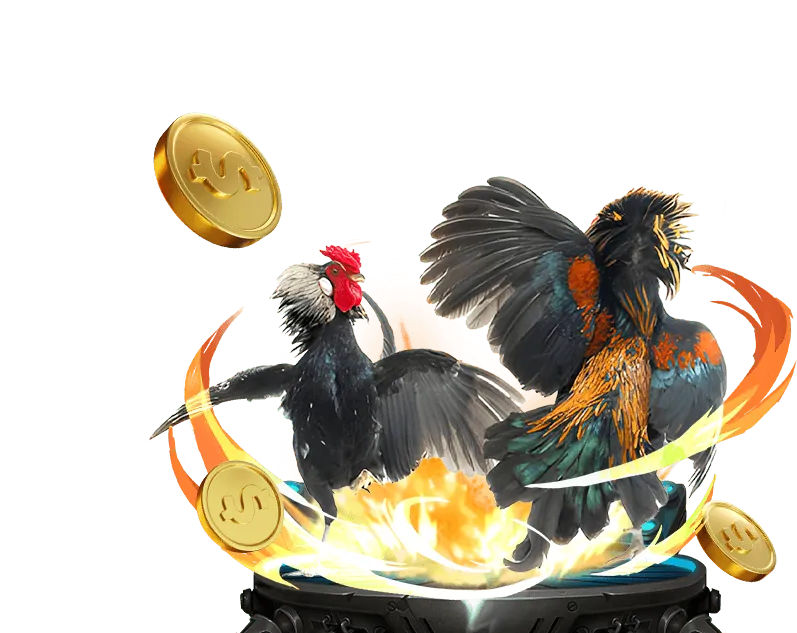 Trận đấu đá gà kịch tính tại AE888